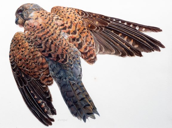 Study of a dead Kestrel. Gouache on paper.