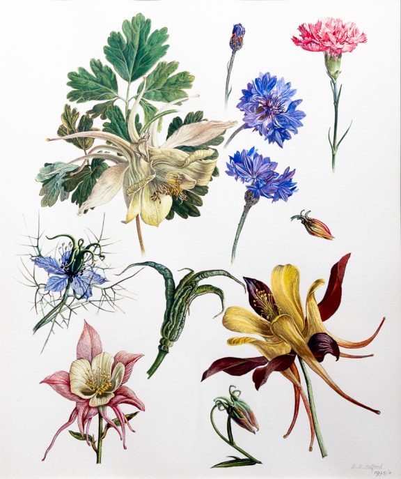 Aquailegias, nigella, cornflowers.