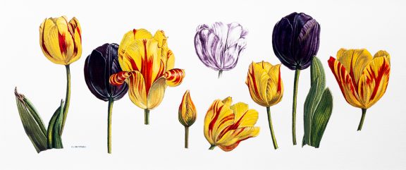 Tulips. Nfs.